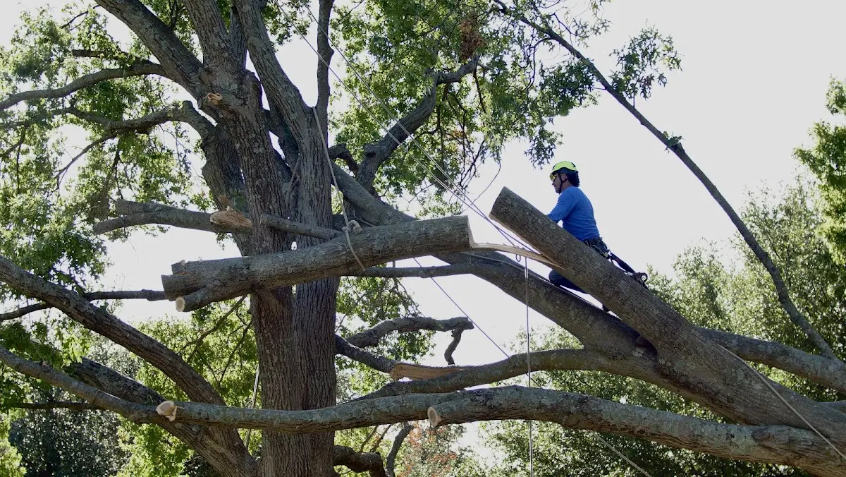 Professional Crown Thinning performed by certified arborists in Martin